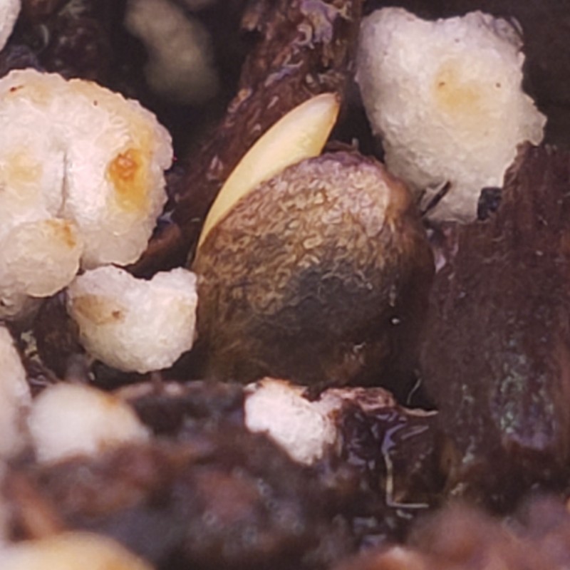 16496264940784828892354033940291