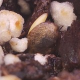 16496264940784828892354033940291