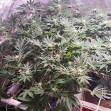 16496364228142486336273473312141