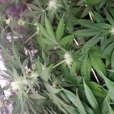 16496365617225496643541748483671