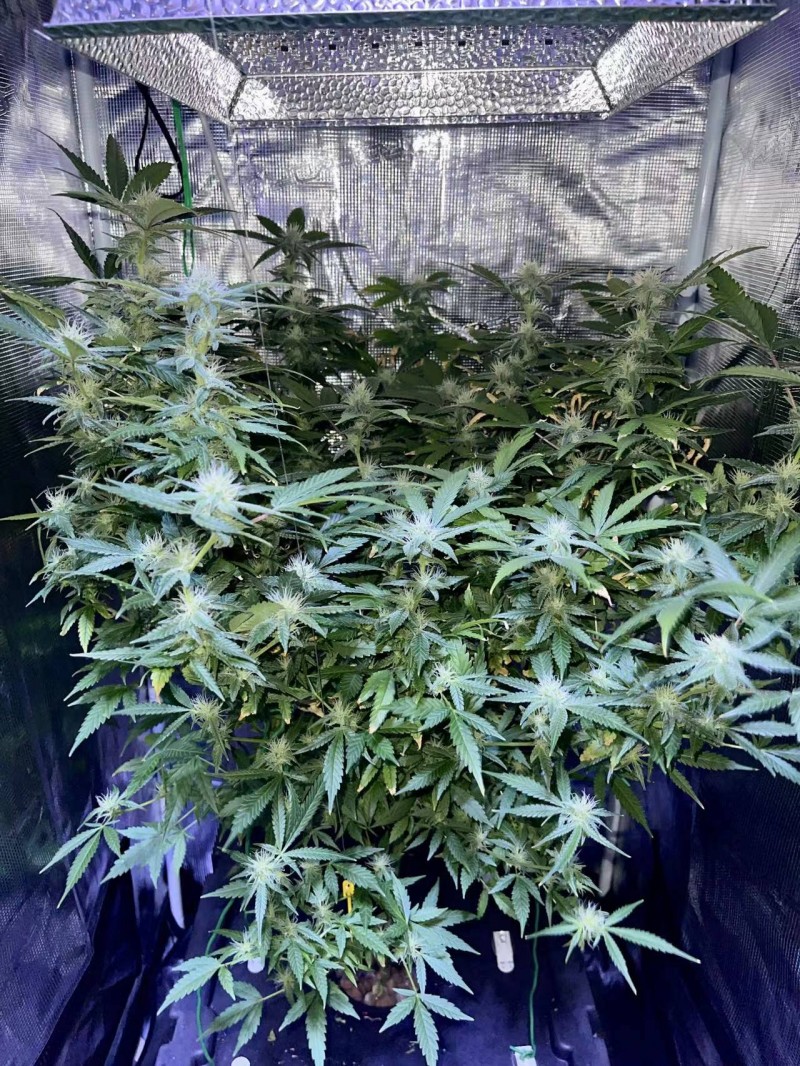 gelatto before trip flash