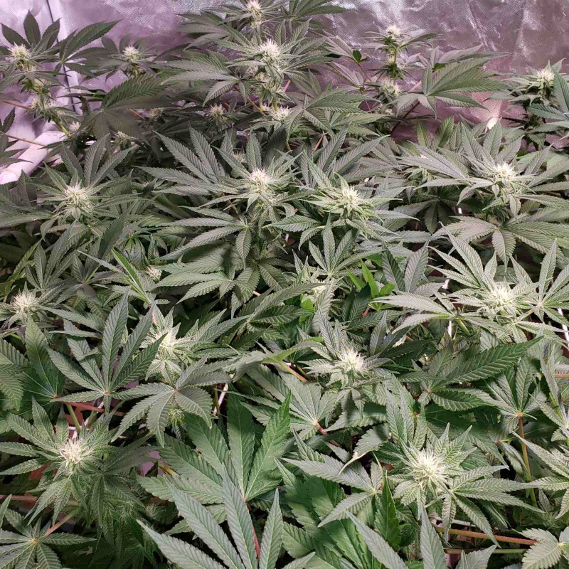 16497171257231394837257400278522