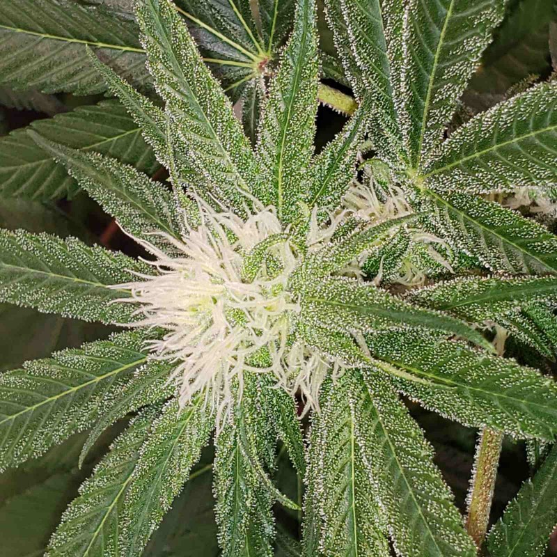 16497173231203379668190241432961