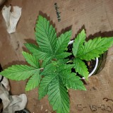 16497196084522466962877296462072