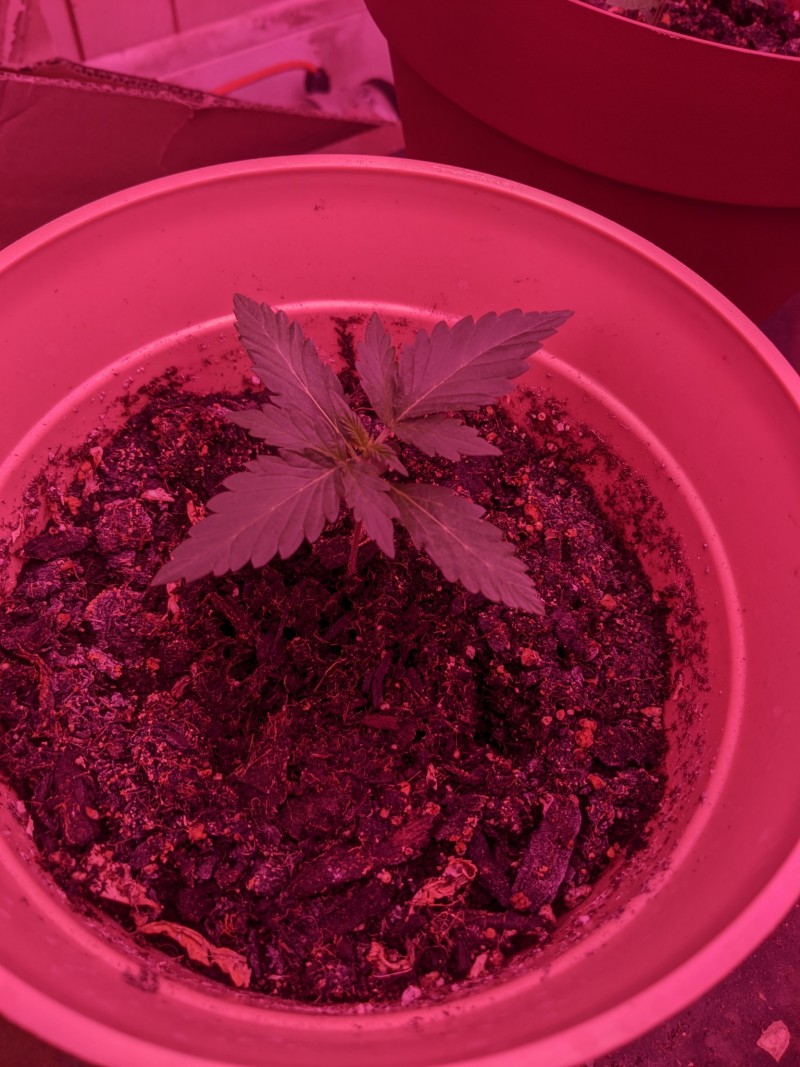 PXL_20220411_201711863