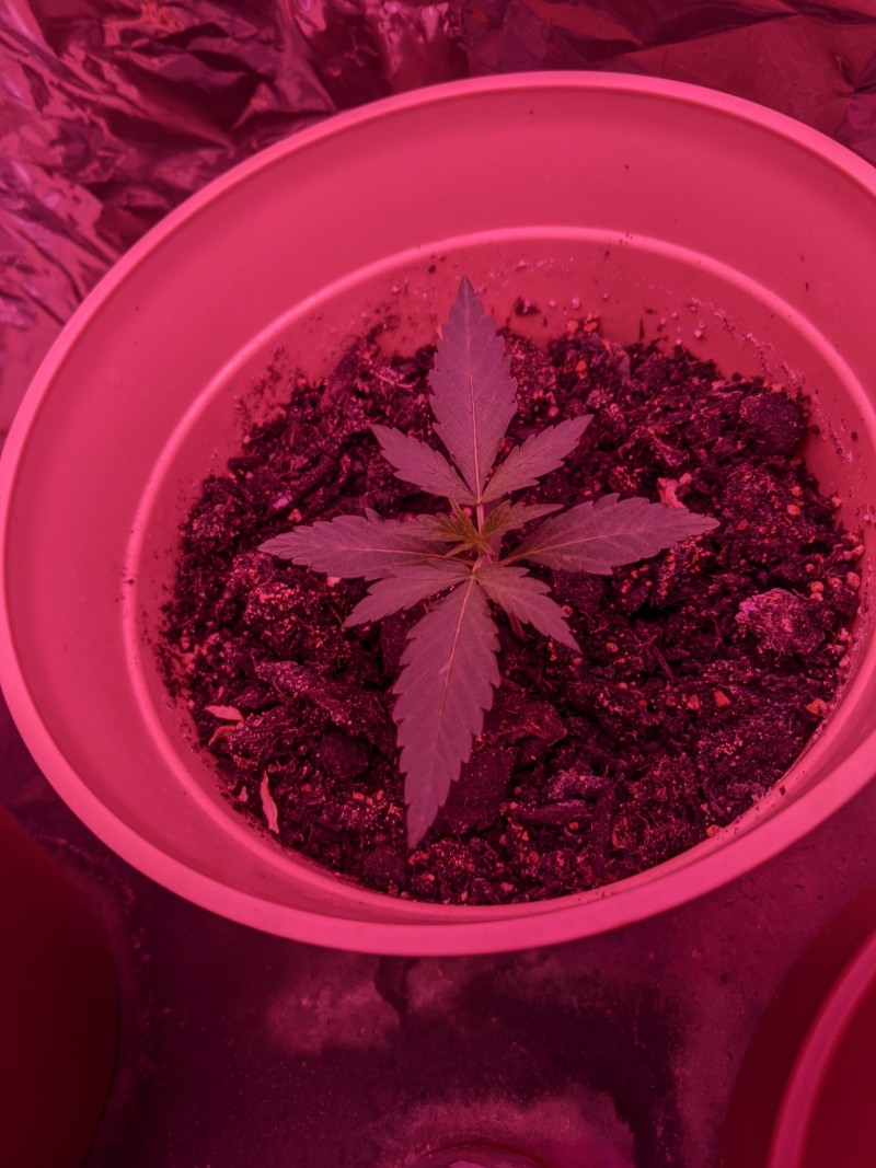 PXL_20220411_201717245