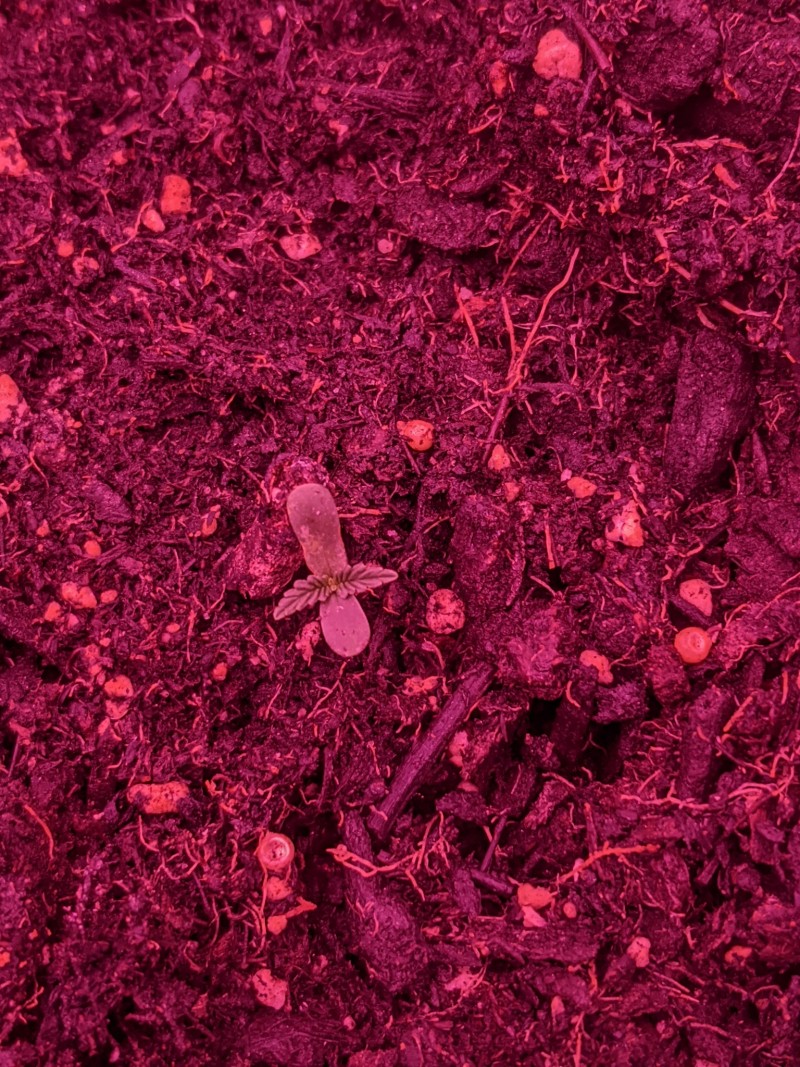 PXL_20220411_201735294