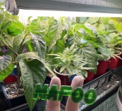 EDDCA6FF-615B-456B-9DF2-12C96F0A5933