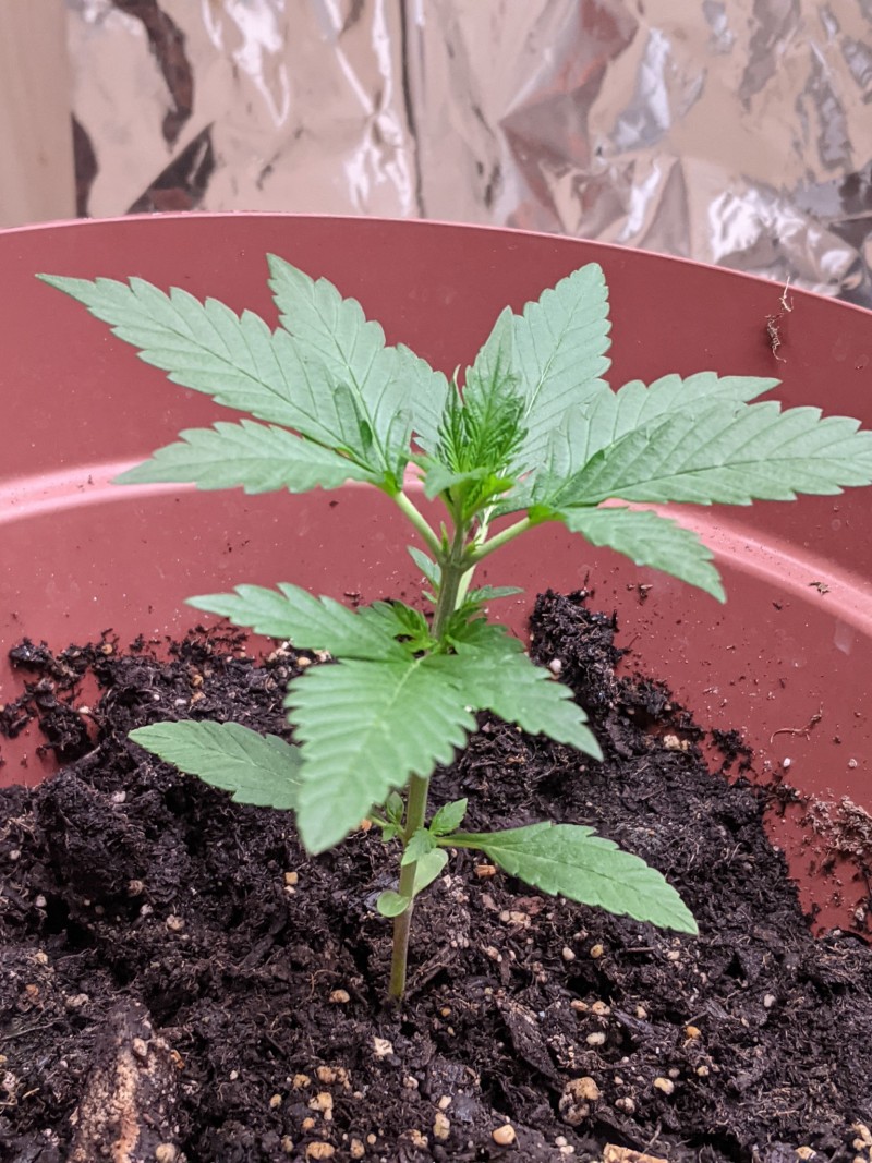 PXL_20220417_180647206