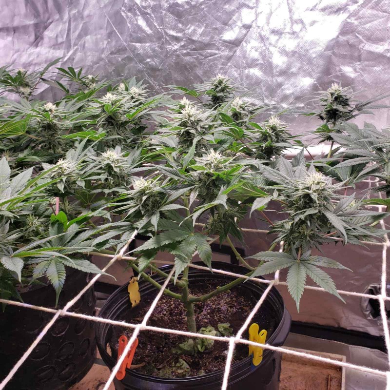 16503285258738873370608110835371