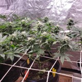 16503285258738873370608110835371