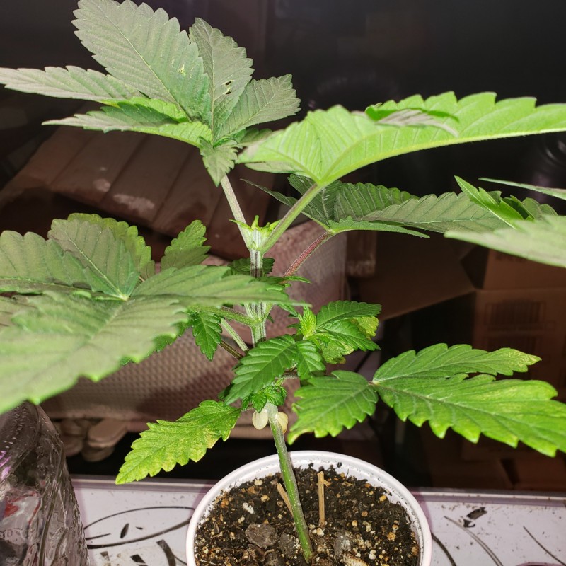 16503295163602197376417337800152