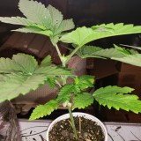 16503295163602197376417337800152