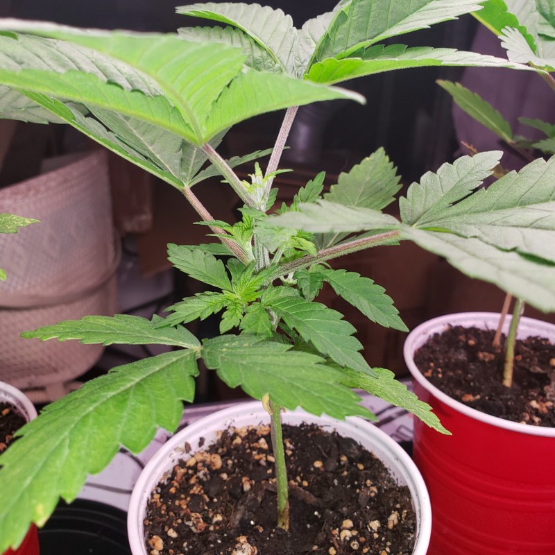 16503296097411568359246276122088