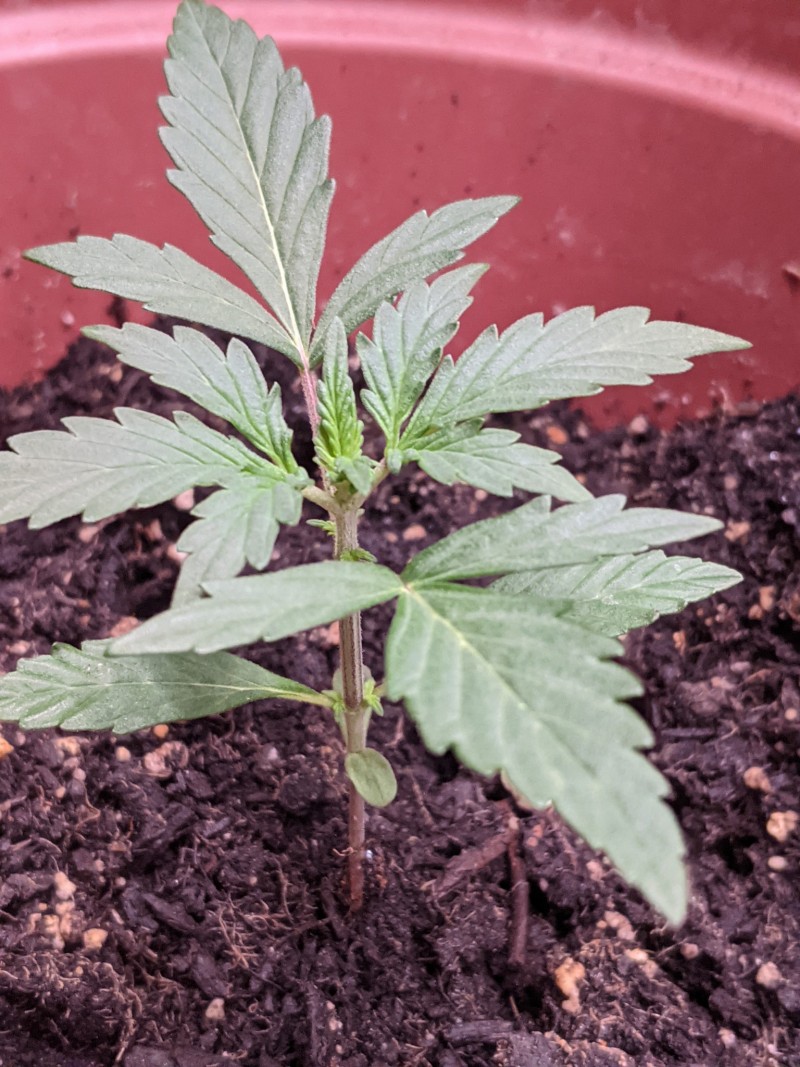 PXL_20220417_180712471