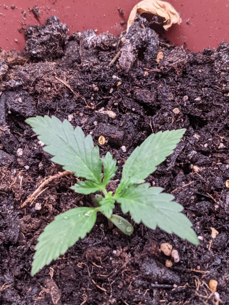 PXL_20220417_180716255