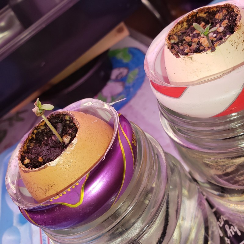 16503987562445794991714580365906