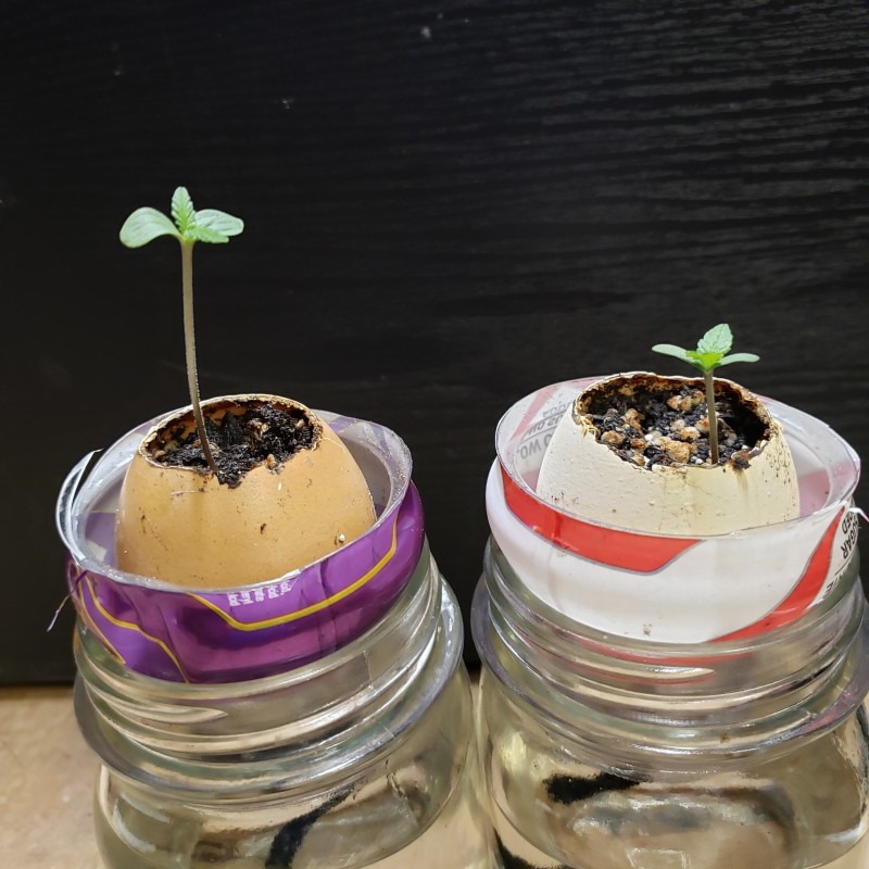 16505862297543069677885957334981