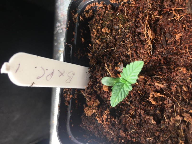 B x PC last bean to appear