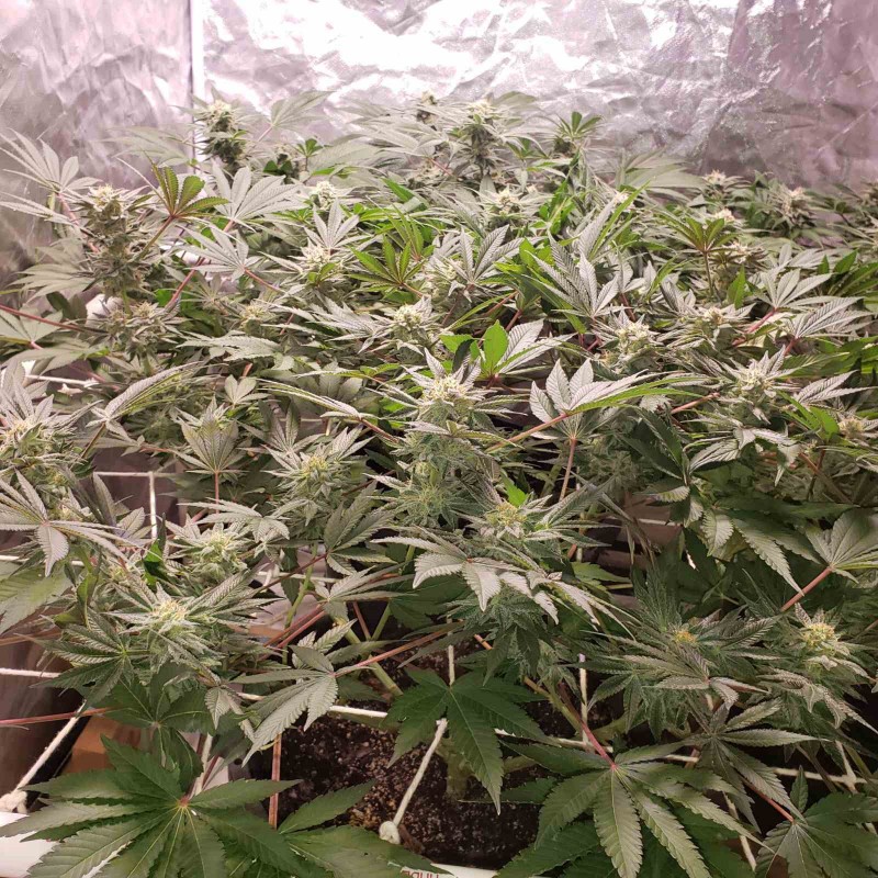 1650994915565919015091231326365