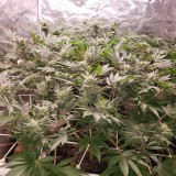 1650994915565919015091231326365