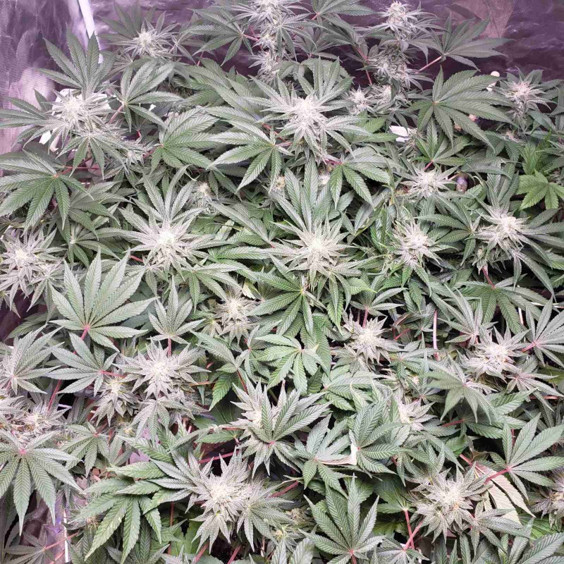 16509955458509163792390414891297