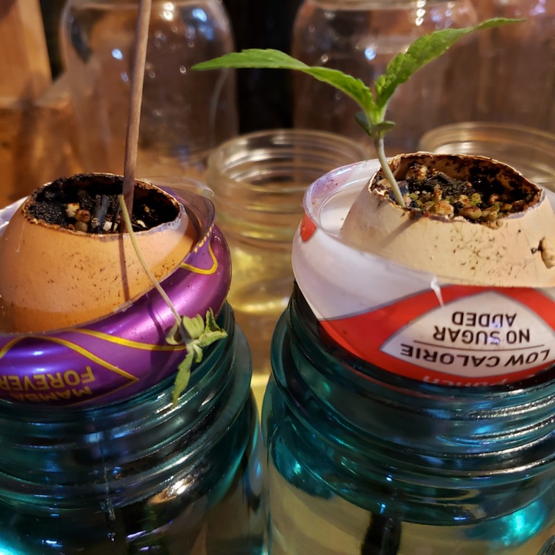 16509961829688982217751361684491