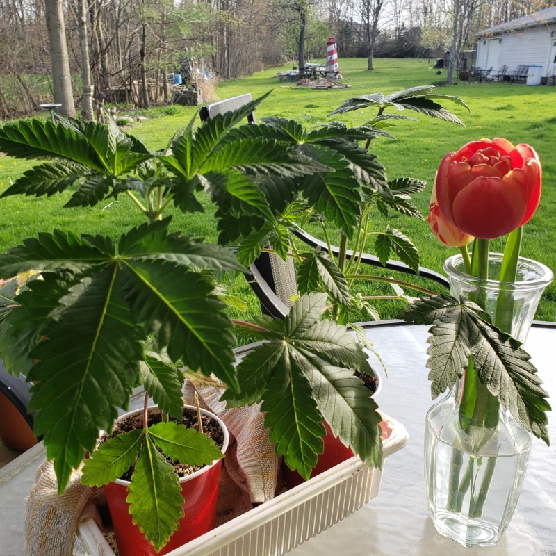 16511845725827903566459459112660