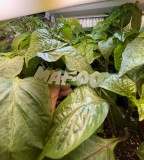 1724FC1F-296E-4ED7-9B1D-F1437580FA90