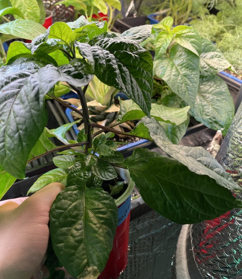 A87A0FEF-37E6-4D14-9D33-A773B4464437