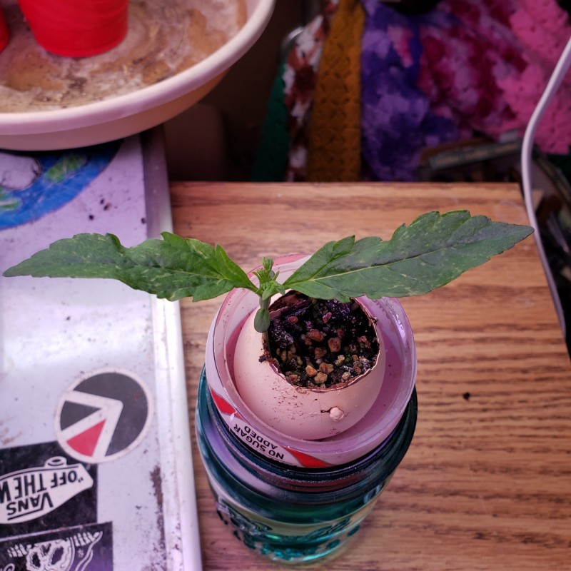 16512794673141041809508596264932