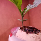 16512795917612405358532789783355