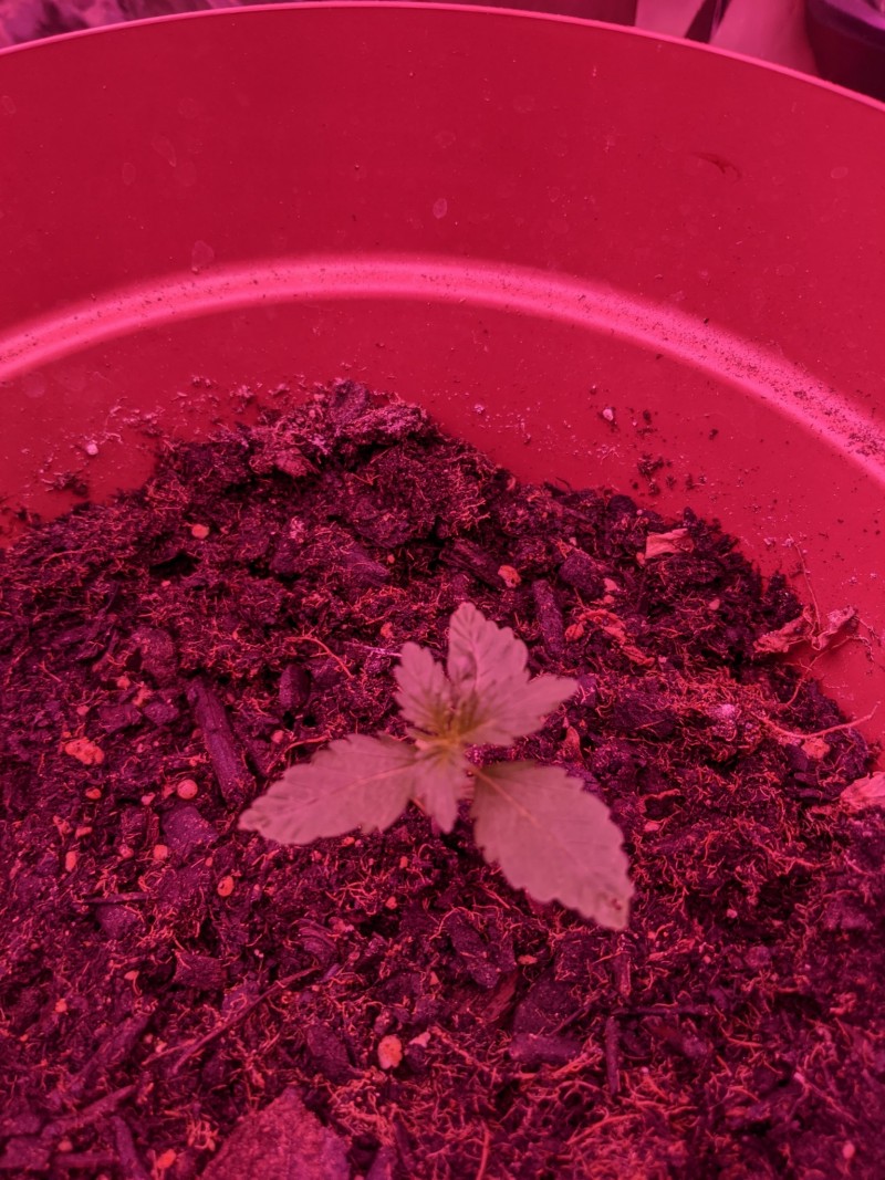 PXL_20220429_014525571