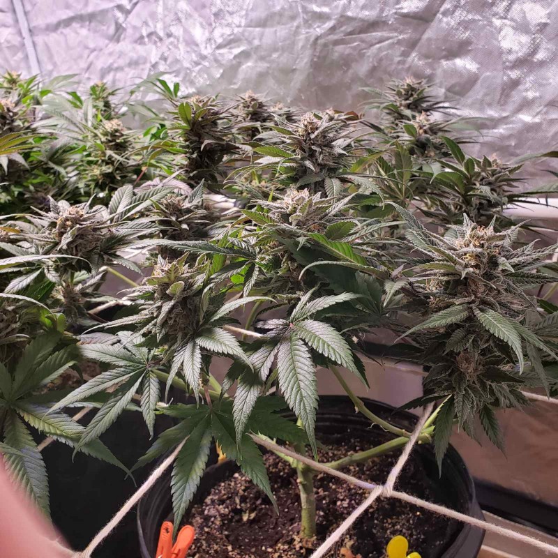 16515979124824220850765956981893