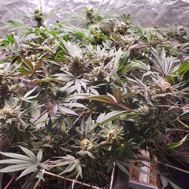 16515979819113220512001125819260