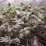 16515979819113220512001125819260