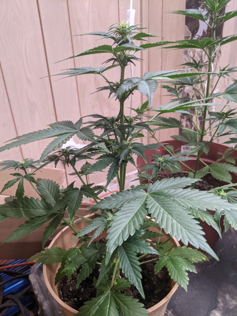 PXL_20220503_184333506