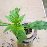 16516250099902364102522029667454