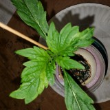 16516250926235159868761334400490