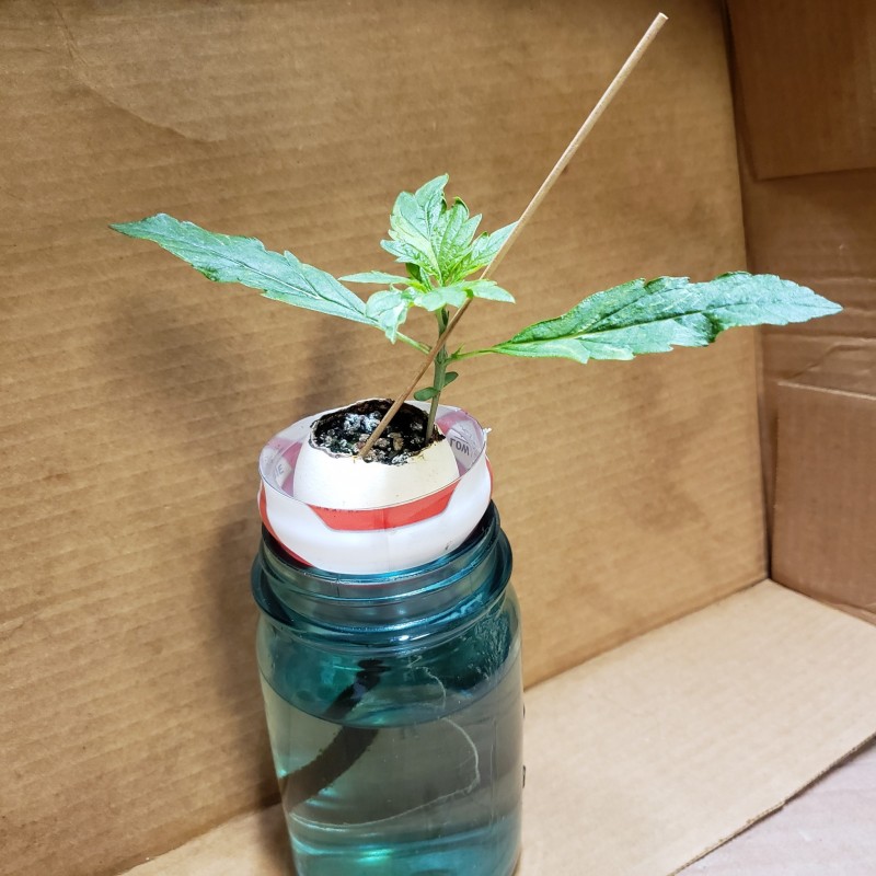 16516251961955939984394713277236