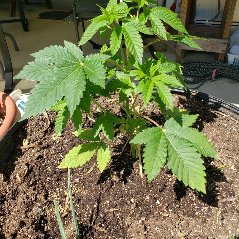 16521242980273053571585631540741