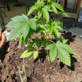 16521242980273053571585631540741