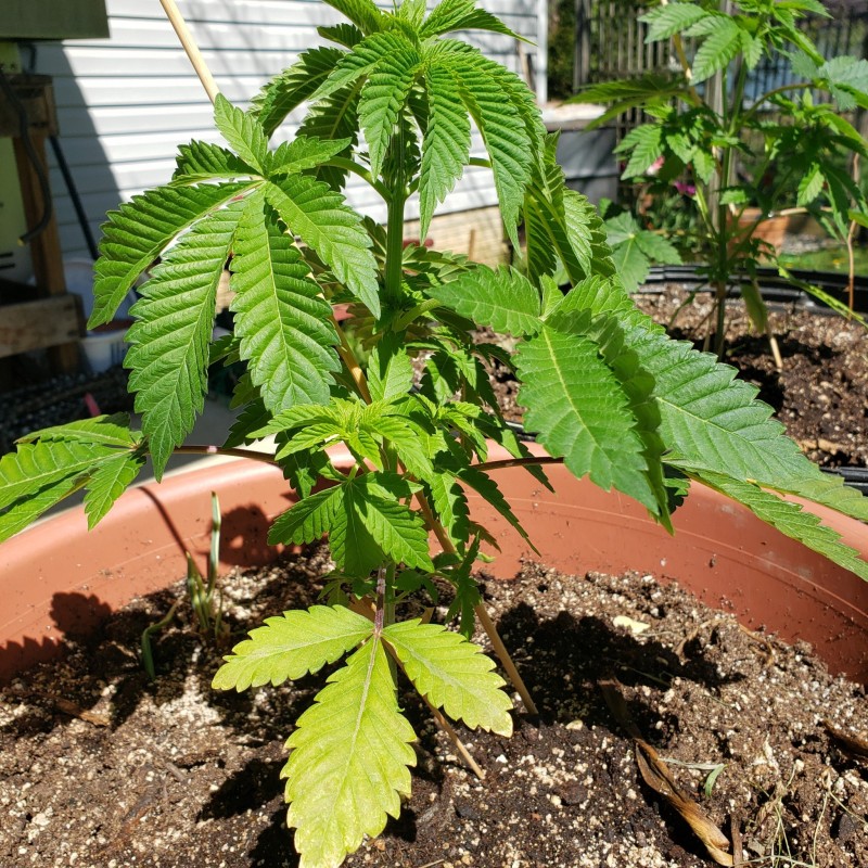 16521243423134491064245617883315