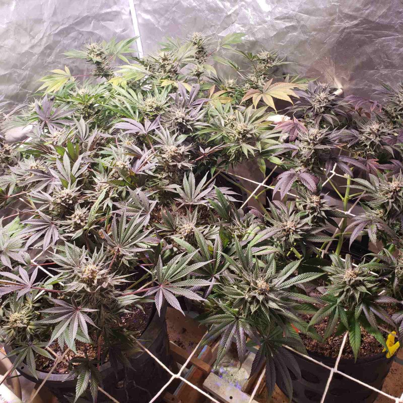 16521326482828248873894889551032