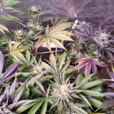 16521327048808199657180214502356