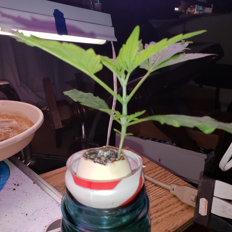 16521334443886893146922812414622