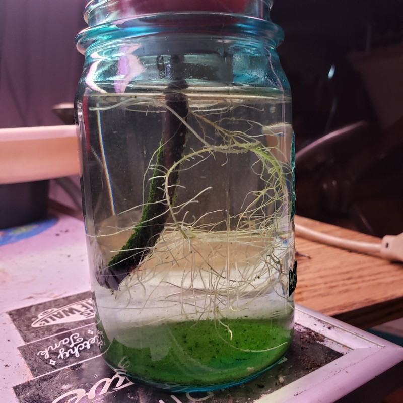 16521335449843715905199720404327