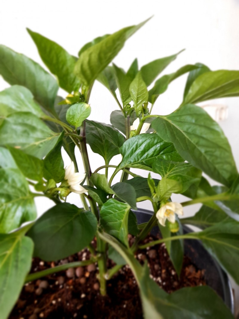 polly's comp - paprikas by paleo