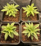 C96CB5E5-A234-46E7-A92C-9EA05C980930