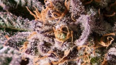 16527449554468399671344307036497